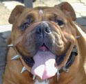 Bulldog 2