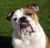 Live Bulldog